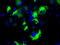 B-cell lymphoma/leukemia 10 antibody, TA501237S, Origene, Immunofluorescence image 