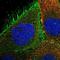 HtrA Serine Peptidase 3 antibody, NBP1-87211, Novus Biologicals, Immunofluorescence image 