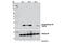 Histone H3 antibody, 7627T, Cell Signaling Technology, Western Blot image 