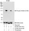 DNA replication licensing factor MCM2 antibody, NB100-639, Novus Biologicals, Western Blot image 