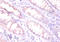 Erythropoietin antibody, A53364-100, Epigentek, Immunohistochemistry paraffin image 