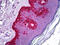 Chymotrypsin-like elastase family member 1 antibody, 70-030, ProSci, Enzyme Linked Immunosorbent Assay image 