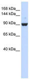 DExH-Box Helicase 34 antibody, TA341589, Origene, Western Blot image 