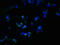 Probable palmitoyltransferase ZDHHC23 antibody, orb357667, Biorbyt, Immunocytochemistry image 