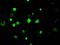 Lysine Demethylase 4C antibody, TA500567, Origene, Immunofluorescence image 
