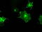 Fc Fragment Of IgG Receptor IIa antibody, M01450-1, Boster Biological Technology, Immunofluorescence image 
