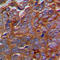 Neuronal protein 3.1 antibody, LS-C356226, Lifespan Biosciences, Immunohistochemistry frozen image 