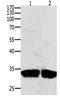 Baculoviral IAP Repeat Containing 7 antibody, orb107408, Biorbyt, Western Blot image 