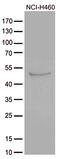 Cytokine Receptor Like Factor 3 antibody, M11434, Boster Biological Technology, Western Blot image 