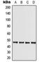 Serine/Threonine Kinase 11 antibody, orb224016, Biorbyt, Western Blot image 