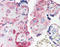 C5a anaphylatoxin chemotactic receptor antibody, TA340920, Origene, Immunohistochemistry frozen image 