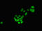 Microsomal Glutathione S-Transferase 3 antibody, LS-C678655, Lifespan Biosciences, Immunofluorescence image 