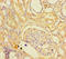 Chromosome 1 Open Reading Frame 105 antibody, A62170-100, Epigentek, Immunohistochemistry paraffin image 