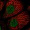 SPRE-binding protein antibody, HPA036786, Atlas Antibodies, Immunofluorescence image 