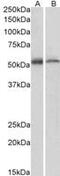 Fas Associated Factor Family Member 2 antibody, MBS421122, MyBioSource, Western Blot image 