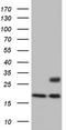 Adiponectin, C1Q And Collagen Domain Containing antibody, TA804438, Origene, Western Blot image 
