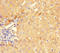 Guanosine Monophosphate Reductase antibody, A55595-100, Epigentek, Immunohistochemistry paraffin image 
