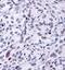 HSP90AA1 antibody, NBP1-77682, Novus Biologicals, Immunohistochemistry paraffin image 