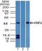 HNF-6 antibody, PA5-23459, Invitrogen Antibodies, Western Blot image 