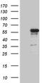 RUNX Family Transcription Factor 3 antibody, CF810565, Origene, Western Blot image 
