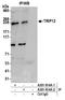 Probable E3 ubiquitin-protein ligase TRIP12 antibody, A301-814A, Bethyl Labs, Immunoprecipitation image 