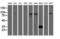 ATR Interacting Protein antibody, LS-C337714, Lifespan Biosciences, Western Blot image 