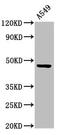 Cholecystokinin receptor type A antibody, LS-C669881, Lifespan Biosciences, Western Blot image 
