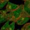 Zinc finger protein DZIP1 antibody, HPA070194, Atlas Antibodies, Immunocytochemistry image 