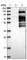 SRSF Protein Kinase 2 antibody, HPA020876, Atlas Antibodies, Western Blot image 