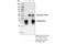 Replication Protein A2 antibody, 35869S, Cell Signaling Technology, Immunoprecipitation image 