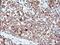 HSD17B4 antibody, NBP2-46005, Novus Biologicals, Immunohistochemistry paraffin image 