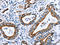 Carnitine Palmitoyltransferase 1A antibody, orb518775, Biorbyt, Immunohistochemistry paraffin image 