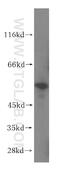 Probable aminopeptidase NPEPL1 antibody, 17211-1-AP, Proteintech Group, Western Blot image 