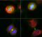 Aurora Kinase B antibody, M00246-1, Boster Biological Technology, Immunohistochemistry frozen image 