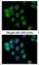 A-Raf Proto-Oncogene, Serine/Threonine Kinase antibody, NBP1-33067, Novus Biologicals, Immunofluorescence image 