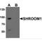 Shroom Family Member 1 antibody, MBS153672, MyBioSource, Western Blot image 
