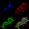 ARF GTPase-activating protein GIT1 antibody, SMC-413D-A390, StressMarq, Immunocytochemistry image 