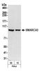 Helicase-like transcription factor antibody, A300-229A, Bethyl Labs, Western Blot image 