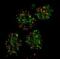 FA Complementation Group D2 antibody, PA5-22707, Invitrogen Antibodies, Immunofluorescence image 