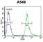 Leucine Rich Repeat Containing 6 antibody, abx026421, Abbexa, Western Blot image 