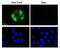 Cas9 antibody, NBP2-52398, Novus Biologicals, Immunocytochemistry image 