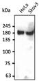 INSR antibody, AB0162-100, Origene, Western Blot image 