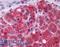 Metabotropic glutamate receptor 3 antibody, LS-A3218, Lifespan Biosciences, Immunohistochemistry frozen image 