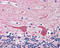 Syntaxin-2 antibody, GTX12369, GeneTex, Immunohistochemistry paraffin image 