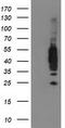 Vasodilator Stimulated Phosphoprotein antibody, TA502647, Origene, Western Blot image 