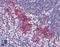 Deoxyribonuclease-2-alpha antibody, LS-B560, Lifespan Biosciences, Immunohistochemistry paraffin image 