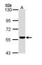 Uncharacterized aarF domain-containing protein kinase 4 antibody, GTX111571, GeneTex, Western Blot image 