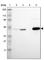 Acyl-CoA Dehydrogenase Medium Chain antibody, HPA006198, Atlas Antibodies, Western Blot image 