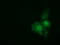 Carnosine N-Methyltransferase 1 antibody, TA501299, Origene, Immunofluorescence image 