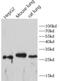 CD68 Molecule antibody, FNab10429, FineTest, Western Blot image 